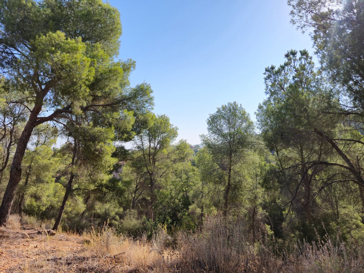 ingdemontes's tweet photo. 🌳 El Ayuntamiento de Murcia y la UMU protegen el Majal Blanco ante el cambio climático. Con 40.000€, investigarán su biodiversidad y aplicarán selvicultura adaptativa científica para su gestión. 💚🌱 https://t.co/2e1YfKX7ki
#Murcia #MajalBlanco #GestionForestal https://t.co/NQOR8oh5gI