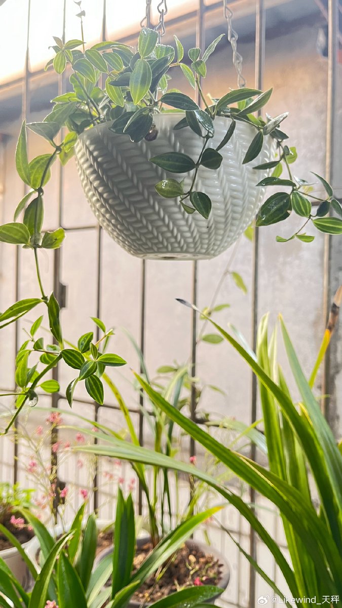 Alexandrebrt27's tweet photo. Just finished my first macramé plant hanger! It took 2 hours of knots but seeing my pothos hanging neatly makes it all worth it. Who else loves DIY home decor  #HandmadeVibes https://t.co/E9fH2thWRc