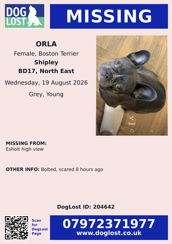 millypod1's tweet photo. 🆘19 AUG 2026 #Lost Orla #ScanMe
YOUNG Boston Terrier Female #PUPPY
Esholt High View #BD17
#Shipley #WestYorkshire #Yorkshire
https://t.co/8qHsn8XXPZ https://t.co/SwsbjHyEOz