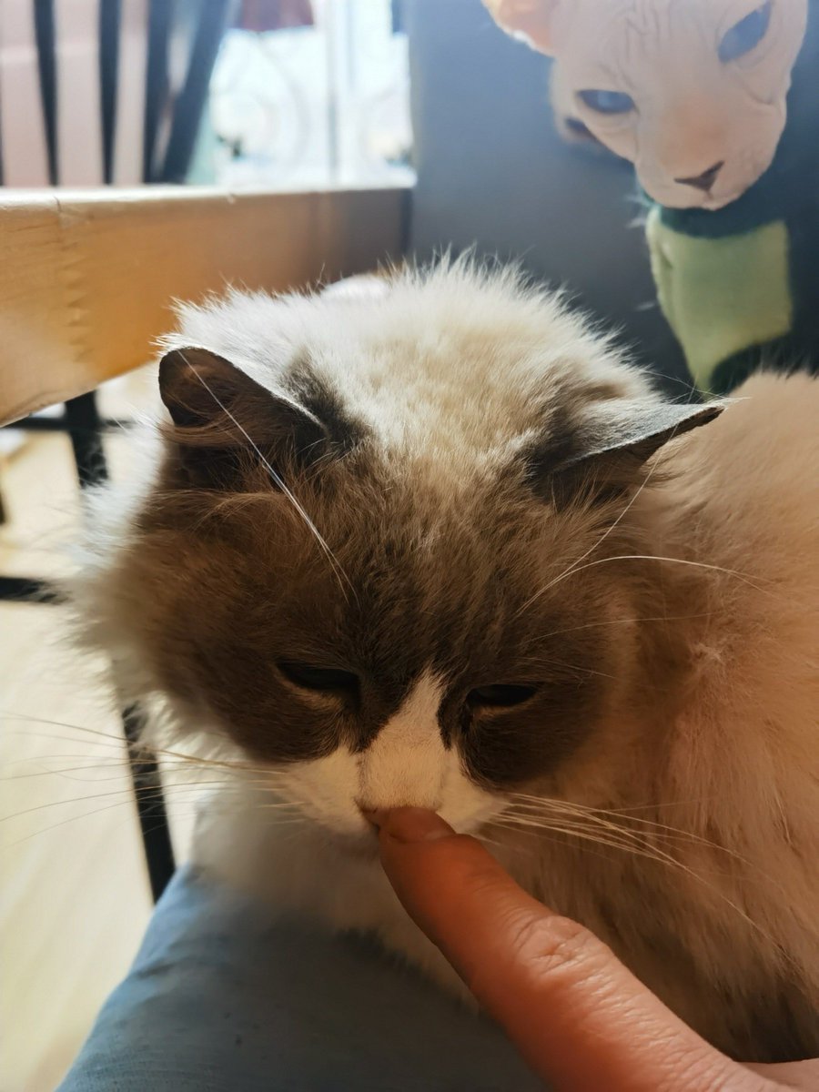 TdfghdfghE's tweet photo. Cozy weekend mode  Half-finished novel, warm latte, and the cat napping on my lap — perfect little moments that make home feel like heaven. https://t.co/b77592qId6