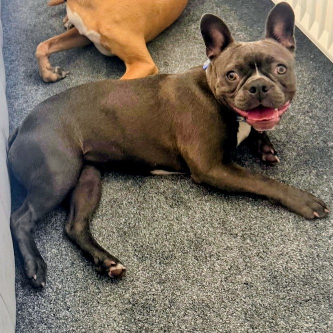 millypod1's tweet photo. 🆘19 AUG 2026 #Lost Orla #ScanMe
YOUNG Boston Terrier Female #PUPPY
Esholt High View #BD17
#Shipley #WestYorkshire #Yorkshire
https://t.co/8qHsn8XXPZ https://t.co/SwsbjHyEOz