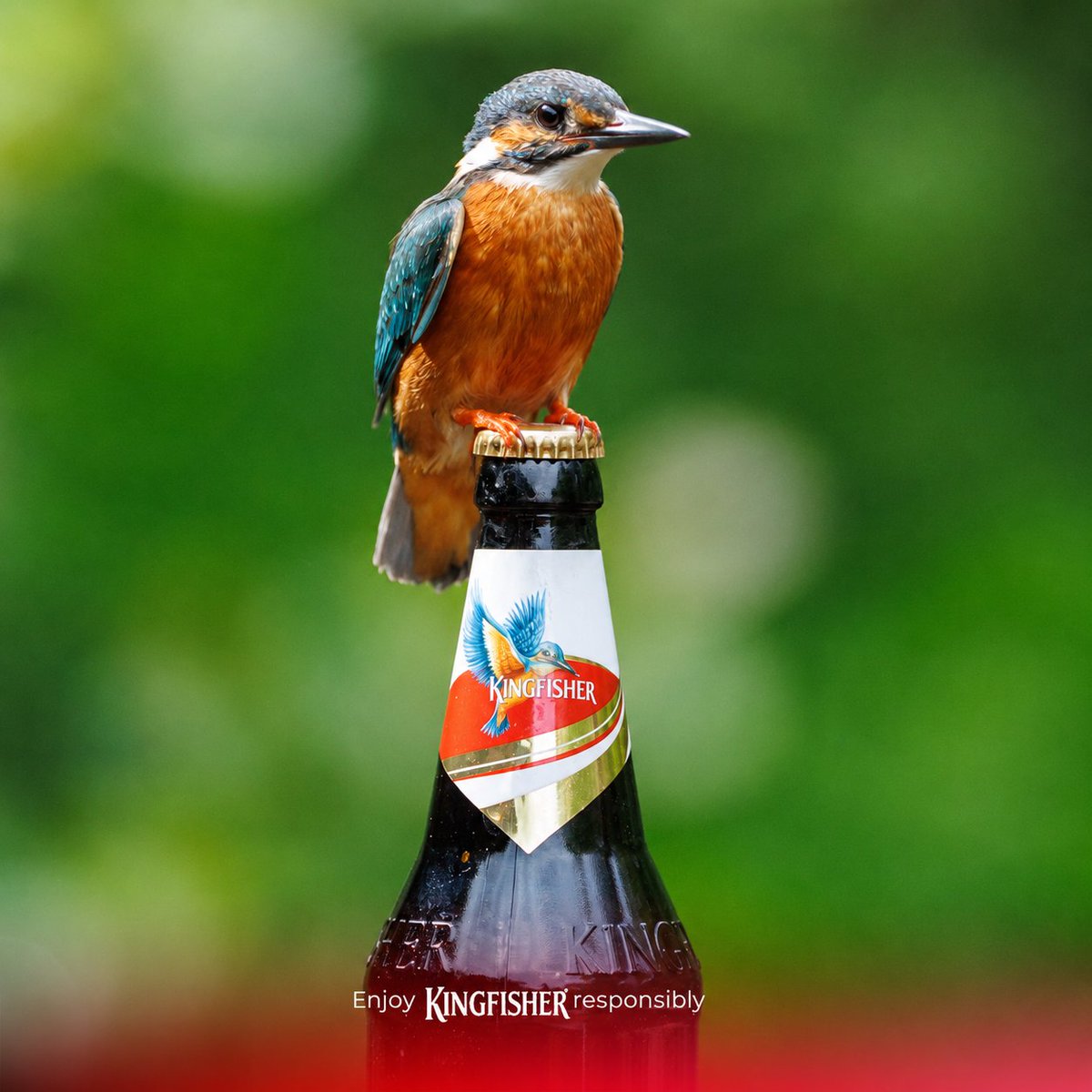 KingfisherBeer's tweet photo. When the brand ambassador takes the job a
little too seriously. ๐ฆโ
#KingfisherUK #KingfisherBeer #Kingfisher #WorldBeer https://t.co/2wQB1a0PGN