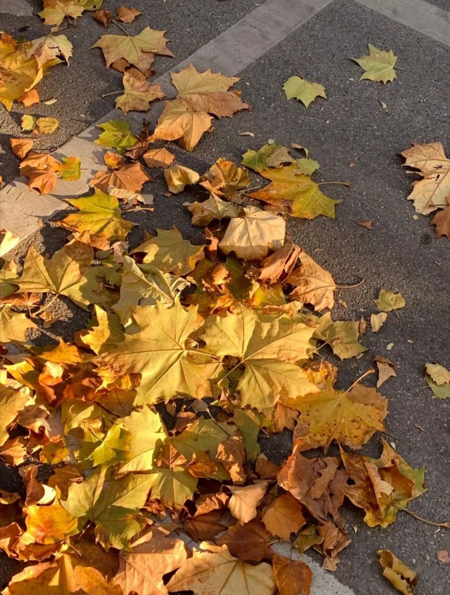 trisnaanjar's tweet photo. Blue skies, crisp breeze, and golden leaves—autumn’s here, perfect for a cozy walk with a warm coffee in hand. https://t.co/Bp3tZk5HA8