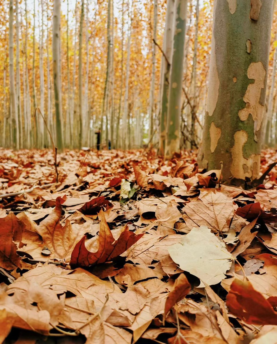 Barbara32519454's tweet photo. The golden autumn sun is pouring down, and fallen maple leaves are dancing across the sidewalk—perfect for a cozy walk with a warm drink in hand! https://t.co/bwjtzinzEb