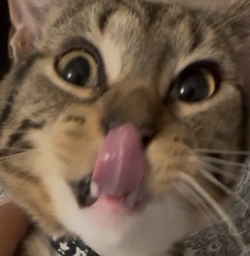 michelofthedawn's tweet photo. Graaaaahhhhh she gives me such cuteness aggression https://t.co/xhLXGGVHvK