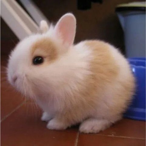 bunizukus's tweet photo. bunny sit https://t.co/UcFbD6DNKu