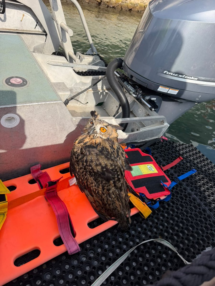 HenryJeanServat's tweet photo. #NICE La brigade nautique de la police municipale et les Pompiers ont sauvé hier de la noyade un hibou, grand-duc, qui a été transporté chez @martinez_vet_  clinique lingostiere avant d être remis Centre faune sauvage qui a relaché les hiboux petit duc. Bravo https://t.co/reTW1eCkMM