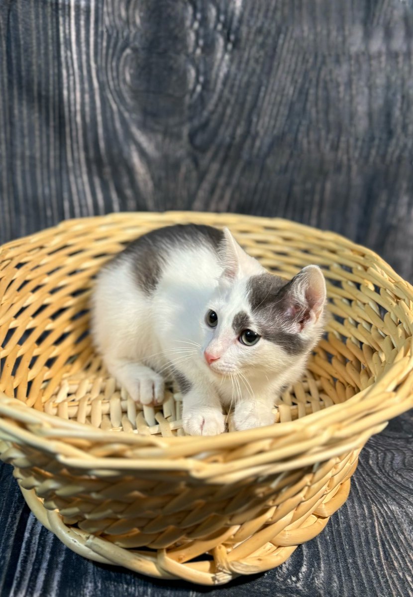 ubezh777's tweet photo. Тимьян - маленький кошачий ребёнок, который тоже очень хочет расти дома, в любви 🥰 и заботе, чтобы хозяева смотрели на его взросление. Ищет дом 🏠 
#тимьян_убежище
СПб, БФ «Убежище»
+7-906-259-34-88 https://t.co/w98wAq0Ukz