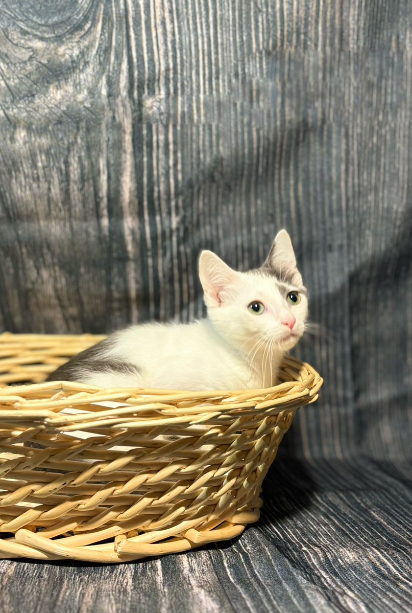 ubezh777's tweet photo. Тимьян - маленький кошачий ребёнок, который тоже очень хочет расти дома, в любви 🥰 и заботе, чтобы хозяева смотрели на его взросление. Ищет дом 🏠 
#тимьян_убежище
СПб, БФ «Убежище»
+7-906-259-34-88 https://t.co/w98wAq0Ukz