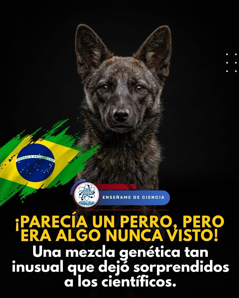 EnsedeCiencia's tweet photo. En Brasil, un animal fue atropellado en 2021 y llevado a un centro de rehabilitación, donde los veterinarios comenzaron a notar que algo no cuadraba. 🧬 Tras analizar su ADN descubrieron que era “Dogxim”, la primera híbrida documentada entre un perro doméstico y un zorro de las Pampas. Una mezcla genética tan inusual que dejó sorprendidos a los científicos.