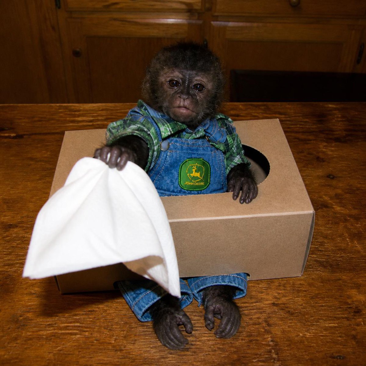 SmallMonkeycoin's tweet photo. for the crying jeets when we are back at ath https://t.co/YmUzh6U4k5