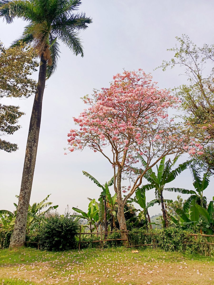 lucky_ninsiima's tweet photo. "The earth laughs in flowers." — Ralph Waldo Emerson

Very beautiful 😍❤️ https://t.co/r1HBuMxj7E
