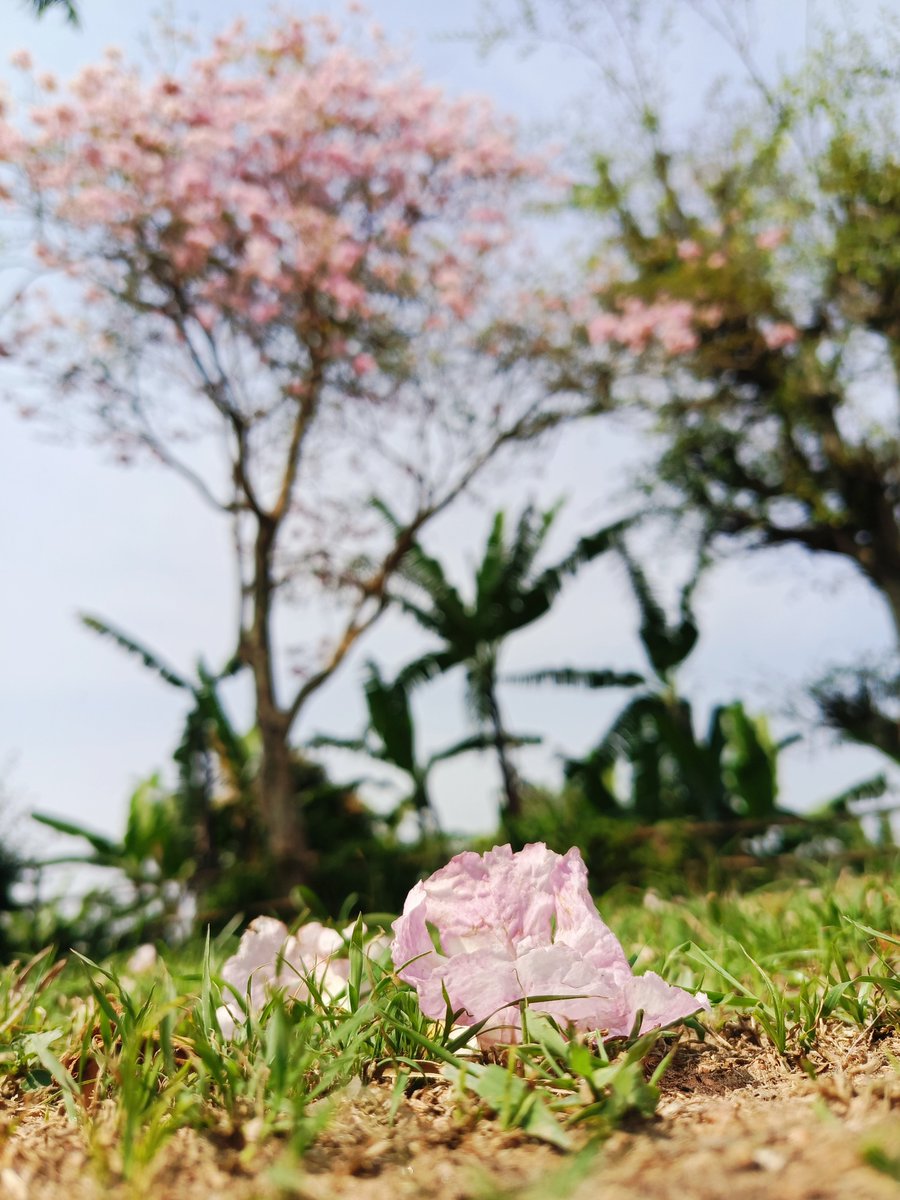 lucky_ninsiima's tweet photo. "The earth laughs in flowers." — Ralph Waldo Emerson

Very beautiful 😍❤️ https://t.co/r1HBuMxj7E