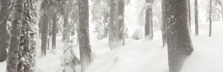houndhunts's tweet photo. ⟢  Swift - Striding  Hound https://t.co/w24rzgkfbl