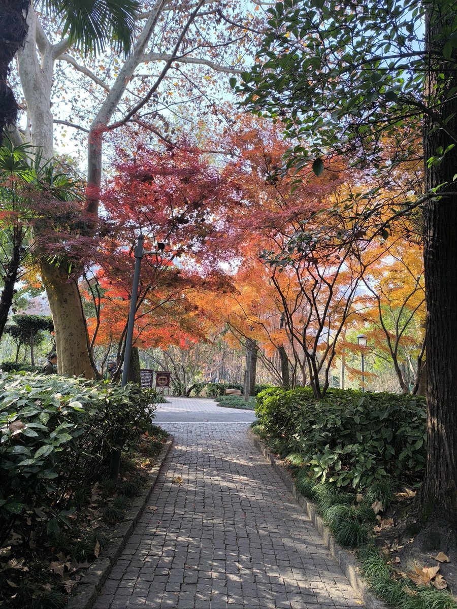 Zafarha14396181's tweet photo. Took my 5-year-old to hunt for pretty autumn leaves today—he found a neon red maple bigger than his hand! Our little nature adventure just made our whole week , #亲子时光 #FamilyFun https://t.co/H3REtJlvlT