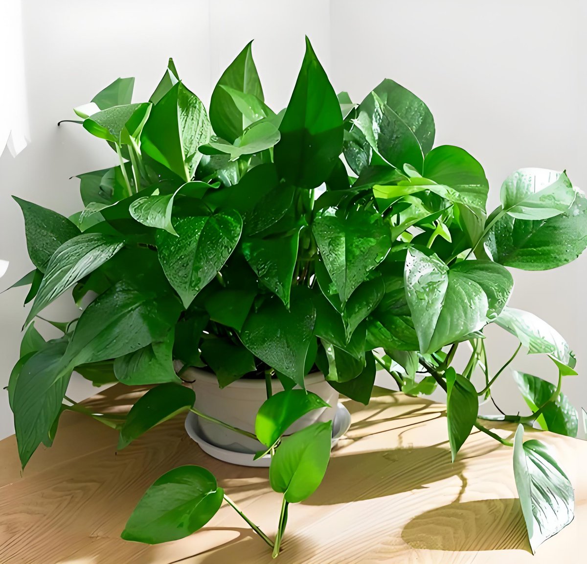 Tai84867123's tweet photo. Keep your pothos thriving! Water when top 2 inches of soil is dry, place in bright indirect light—no overwatering, no direct sun, just lush heart-shaped leaves. https://t.co/kOUWicl7j0