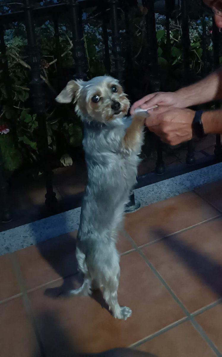 AdriCastedo's tweet photo. IMPORTANTE @silcerino
PERRO PERDIDO POR CORUÑA. ES PEQUIÑA, GRIS CLARO. TIPO YORKSHIRE PERO CRUCE. SE PERDIO POR LOS CASTROS PERO YA LA VIERON POR XUXAN. AÑADO TELÉFONO 636505474 https://t.co/byse7XnIOr