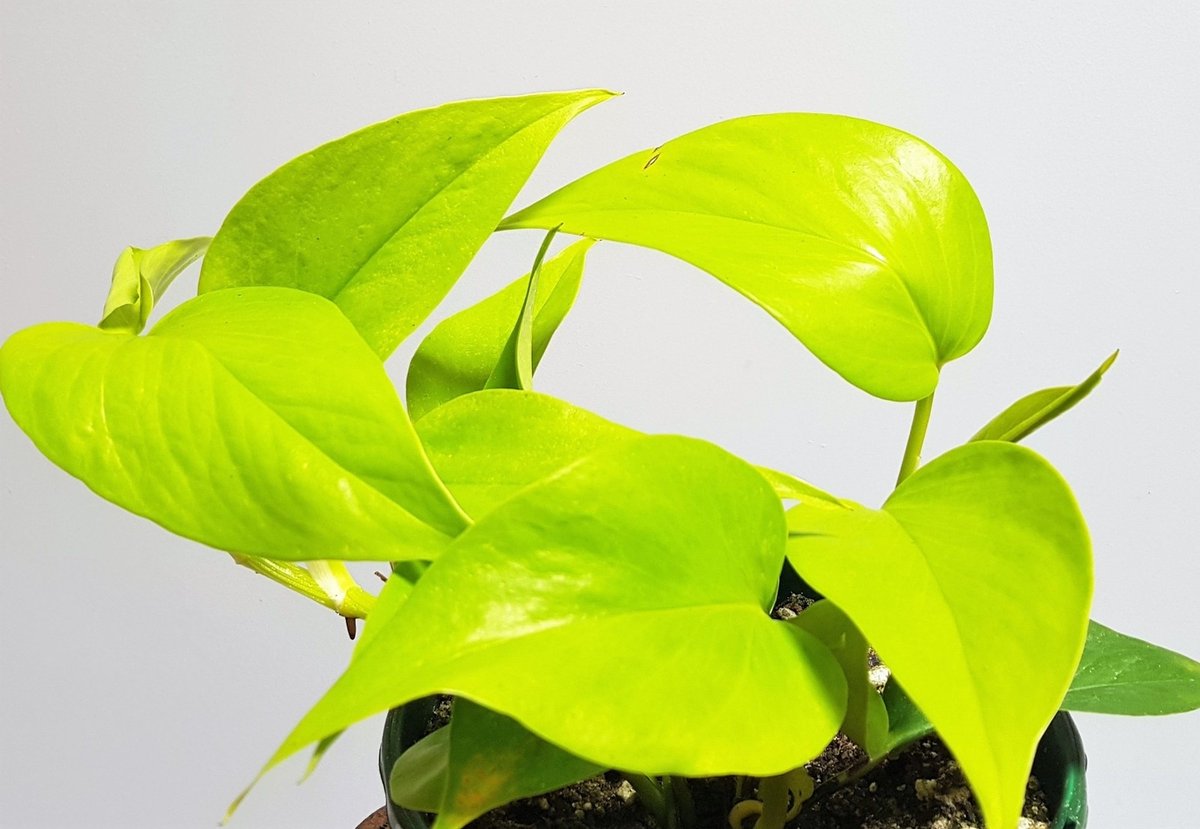 MoCoMomdotcom's tweet photo. Pro tip for your pothos! Keep its leaves clean by wiping them with a damp cloth weekly—this helps it absorb more light and grow lusher. No extra tools needed!， https://t.co/0pZgNmG746
