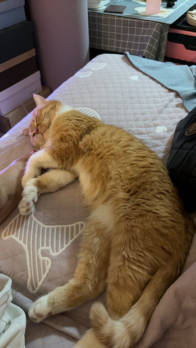KDickhit's tweet photo. Nothing beats the cozy vibe of a lazy Sunday spent curled up with my purring fur buddy ， https://t.co/fd5bMdWIhe
