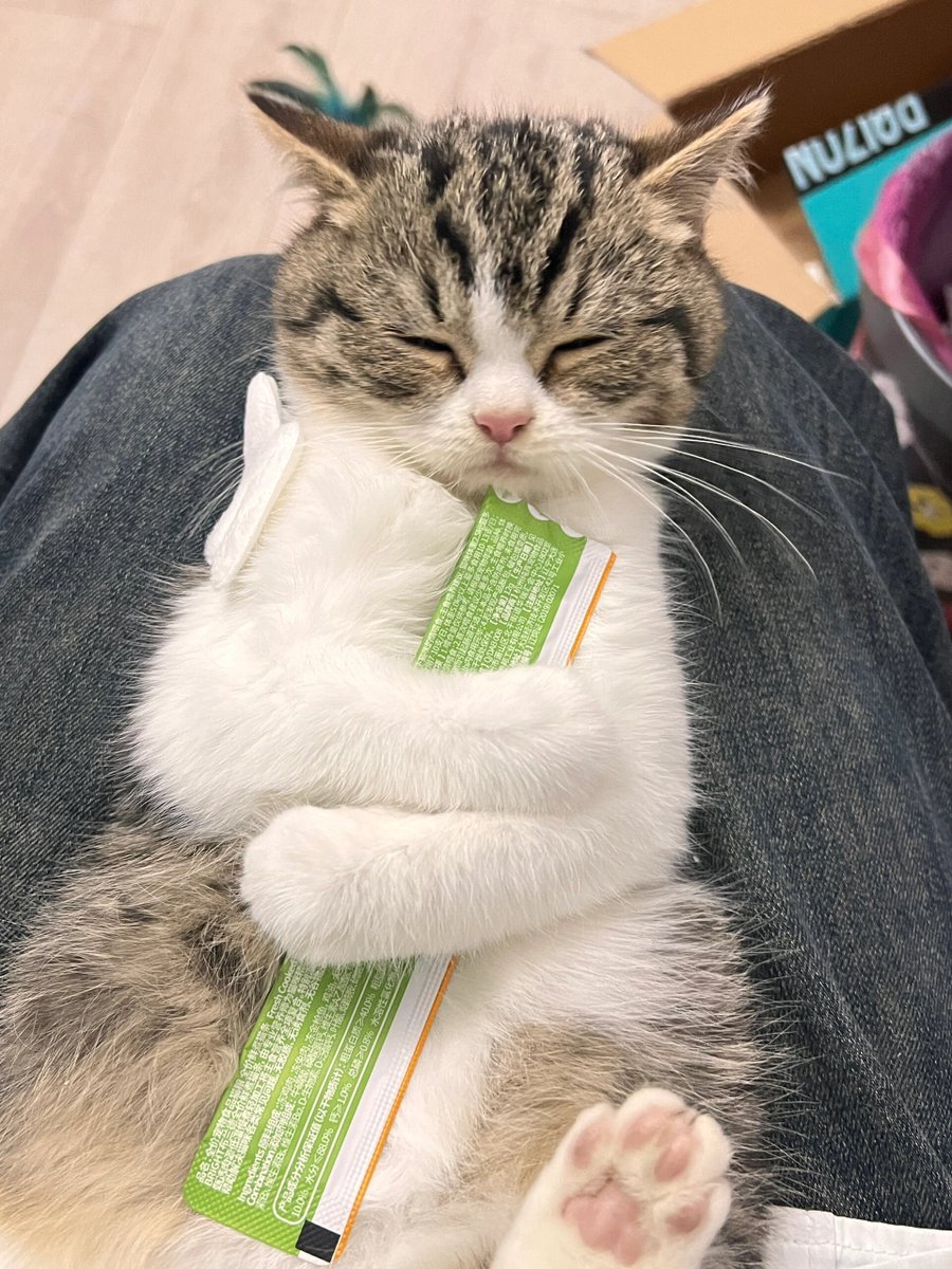 SHITJGR000's tweet photo. My grumpy tabby cat spends every evening curled up on my lap while I work – this quiet, warm company makes even the busiest days feel light. ， https://t.co/h3AiRGzQkF