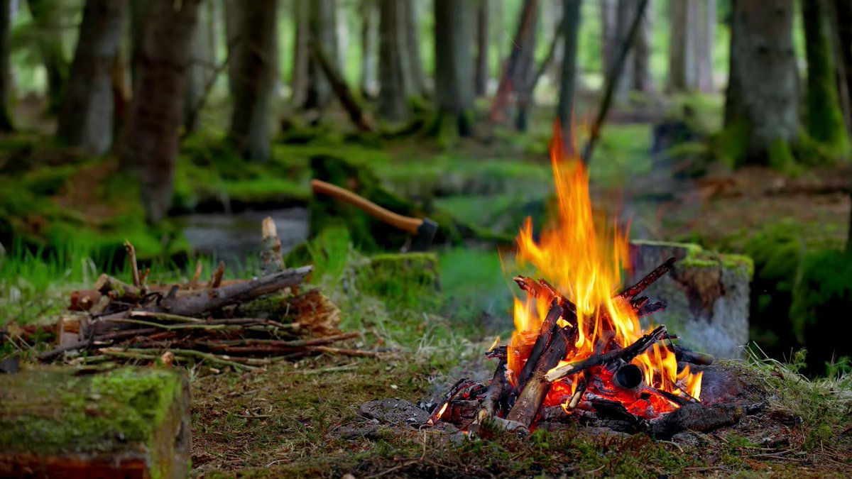 RegineBasse's tweet photo. [Woke up to dewy pine needles, a crackling campfire, and no work emails for 2 whole days—this is the reset we all need.  #BackToNature] https://t.co/PztyUg7tMh