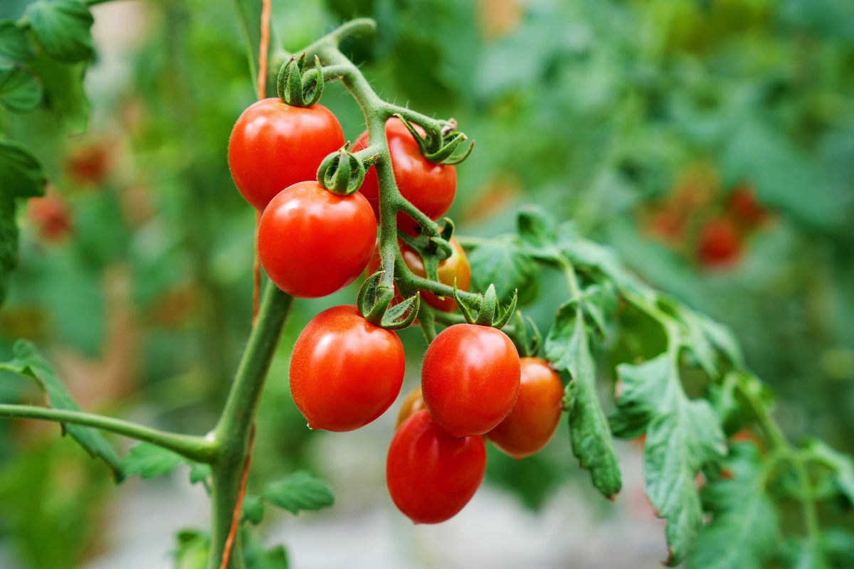 BobbyLashly4's tweet photo. [Just tried the new organic cherry tomatoes—burst with sweet juice, no sour aftertaste, perfect for salads! A must-add to your grocery list ]， https://t.co/C0hKexCNYP
