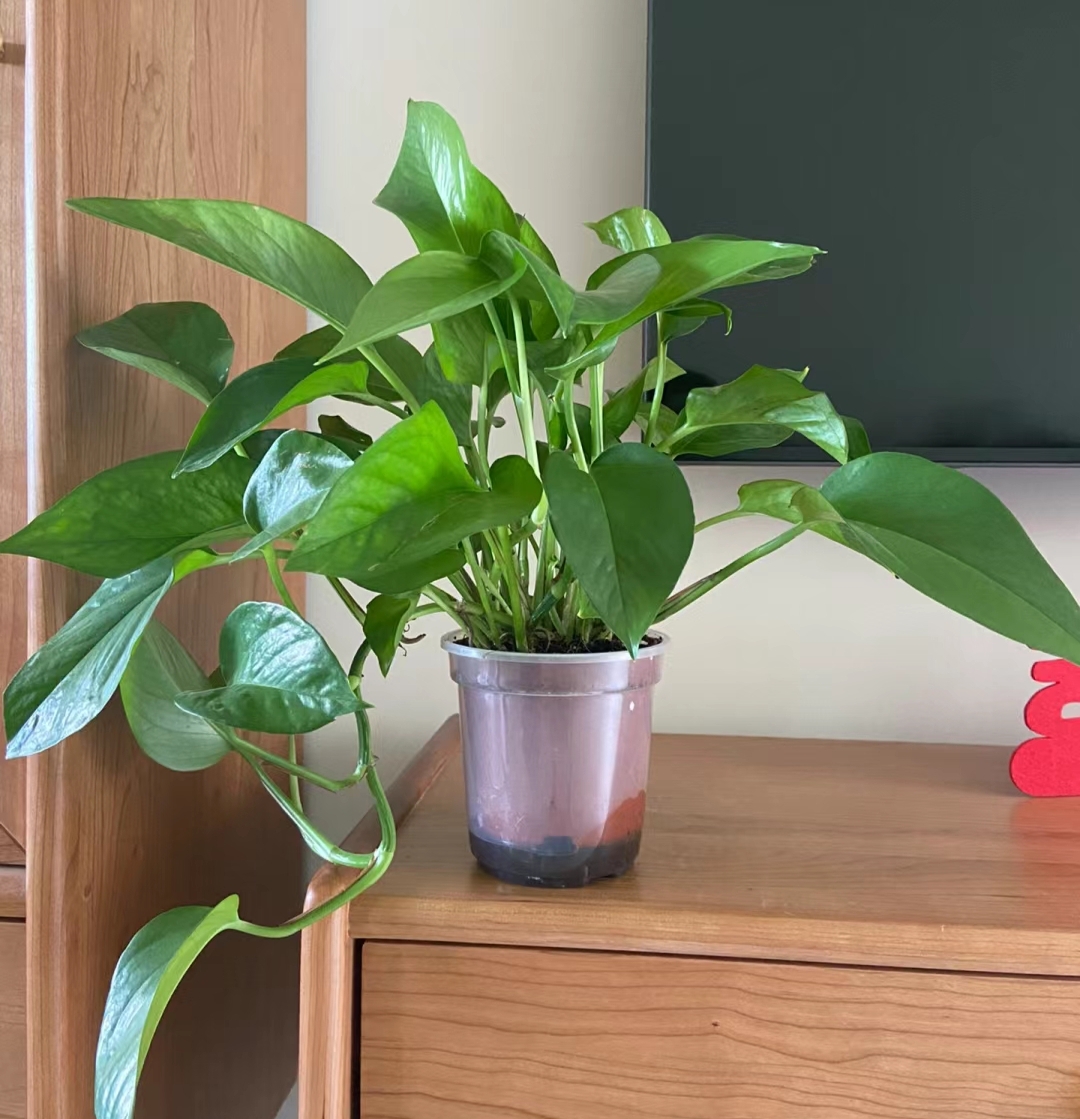 AyenurAkn13's tweet photo. [A little daily mist for your pothos keeps its leaves glossy and happy! Avoid overwatering—let the topsoil dry out first. ]， https://t.co/LPTFYexTNq