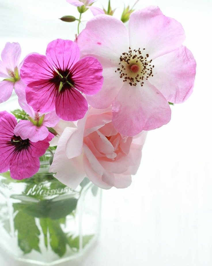 sellcancann's tweet photo. @Ugurum62 İyi akşamlar diliyorum canım benim ☕️💫🌙 
Çokça sevgiler 🦋 https://t.co/77HZH7p69r