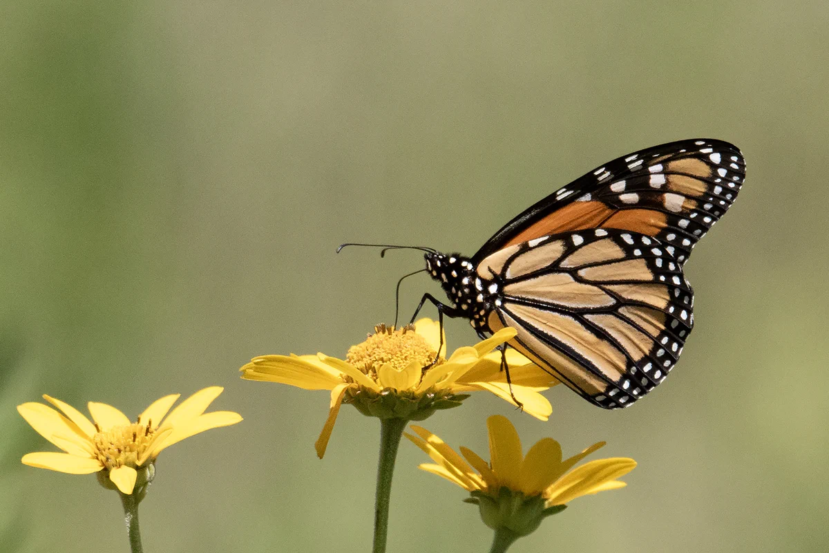 Butterfly with black and white markings on its orange wings and body, rests on a yellow flower with a blurred green background. 