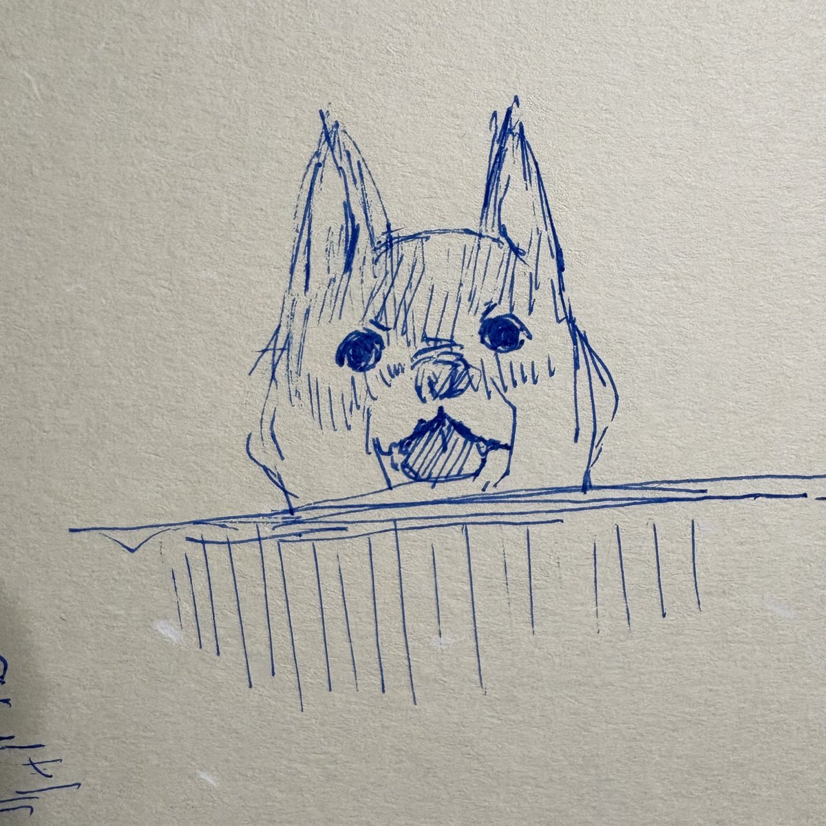 km_no_e's tweet photo. ニトリの箱みたいなベッドで寝てるんだけど、フチから犬が覗き込んできてかわいい
なまくび！って呼んでいる https://t.co/5IMs5ZdJWu
