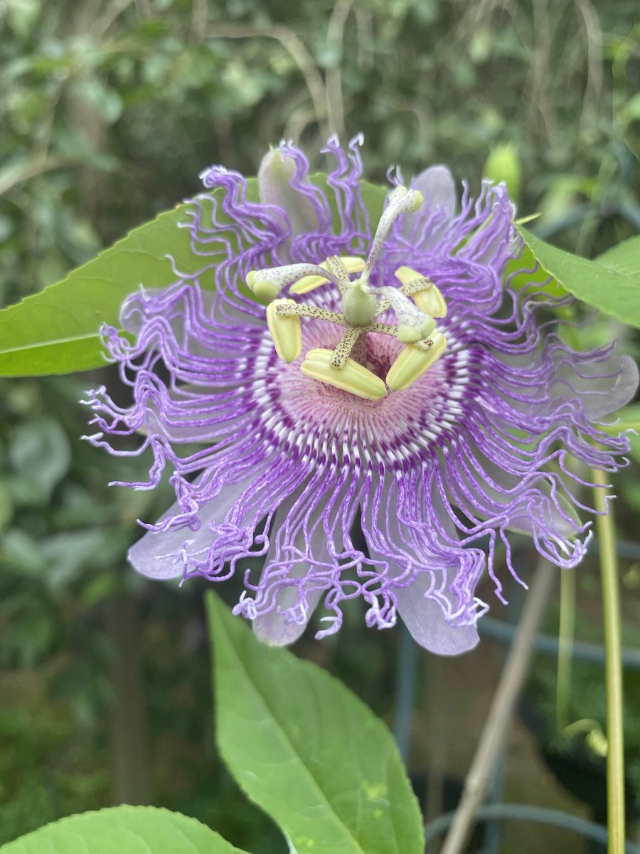 bellewitch66's tweet photo. Big Excitement! The Passionflower is Blooming! #NativePlant https://t.co/yMkrSjewE0