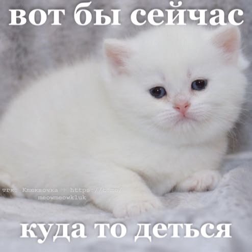 meow_ruinx's tweet photo. набрала себе девачек милых теперь даже плакаться чучут стыдно охххх надеюсь у мпня все наладится https://t.co/r9hAJDHsOb