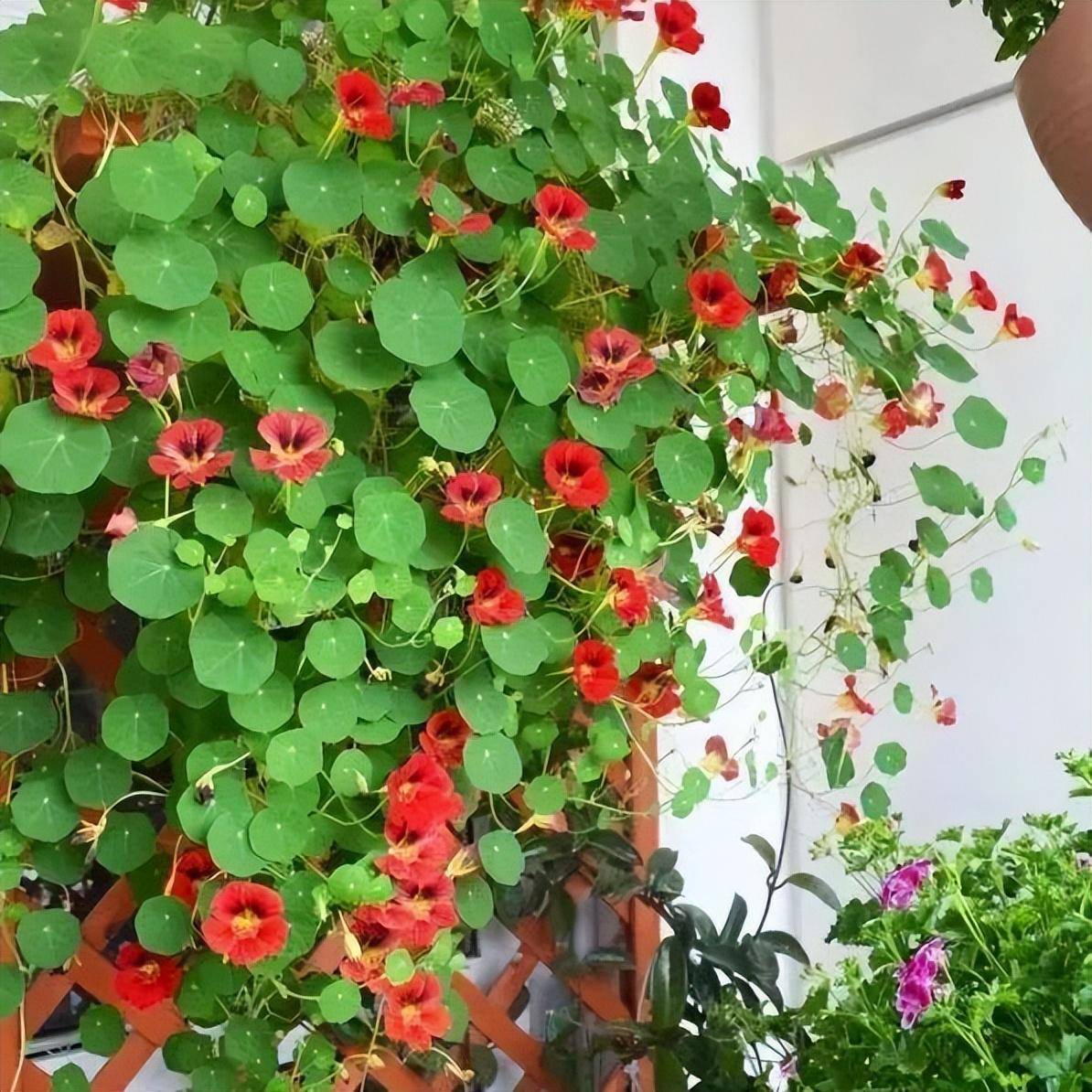 shynxllyh's tweet photo. [My tiny balcony has turned into a mini herb garden this month — fresh basil for pasta is such a small, happy win!]， https://t.co/wJho5kemGt