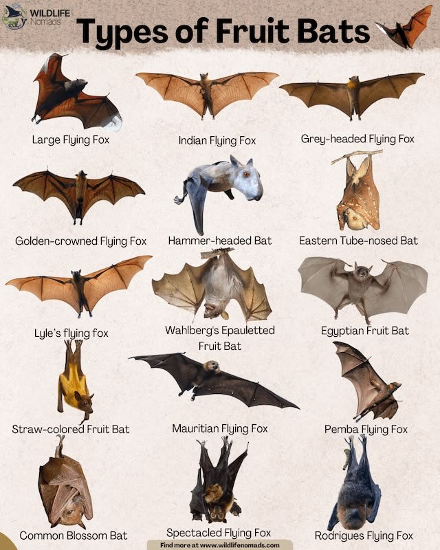 batincrisis's tweet photo. Which type of fruit bat do you like? 🦇 https://t.co/oKVgSxSV8D