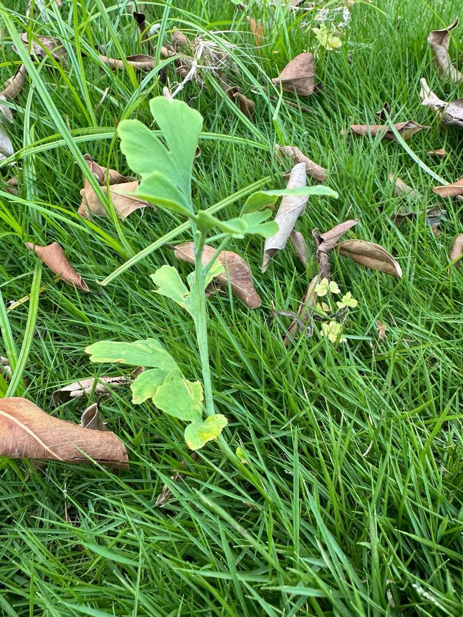 Welch1David's tweet photo. [Growth isn't about becoming someone new—it's about uncovering the quiet parts of you that were always there, just waiting to be seen. ]， https://t.co/6s6pLfSUFQ