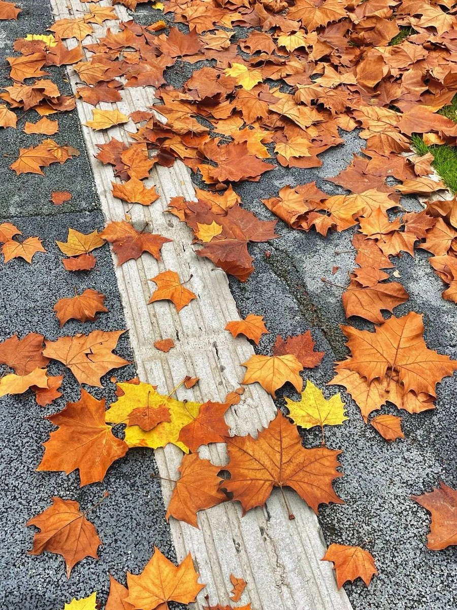 jsports34's tweet photo. The first crisp autumn breeze made everything feel cozy today — time for a hot latte and a walk with orange leaves falling around me.， https://t.co/uNxfWNmiKu