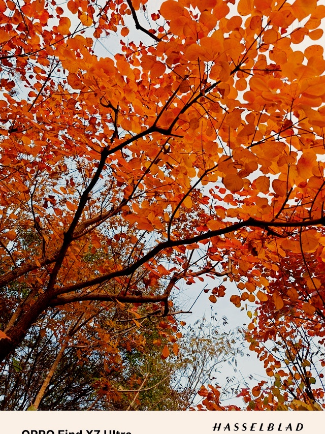 SipheloMapolis1's tweet photo. The first autumn breeze brings crispness and golden leaves—can’t wait for cozy pumpkin spice days! https://t.co/CqhunqFl2K
