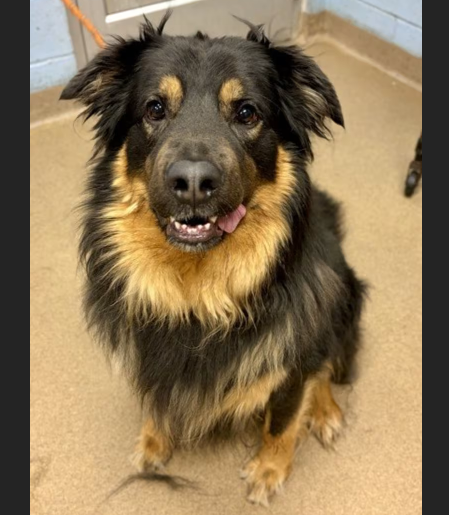 HollywoodDogs's tweet photo. Leonardo, a 3-year-old "with a good heart and a great attitude," is at an overcrowded shelter in #Chamblee, #GA and is in IMMEDIATE need of adoption, a foster home, or rescue https://t.co/Rj1iBWdlhc #URGENT #AdoptableDogofDay 🐶 https://t.co/oin1G7vi4A