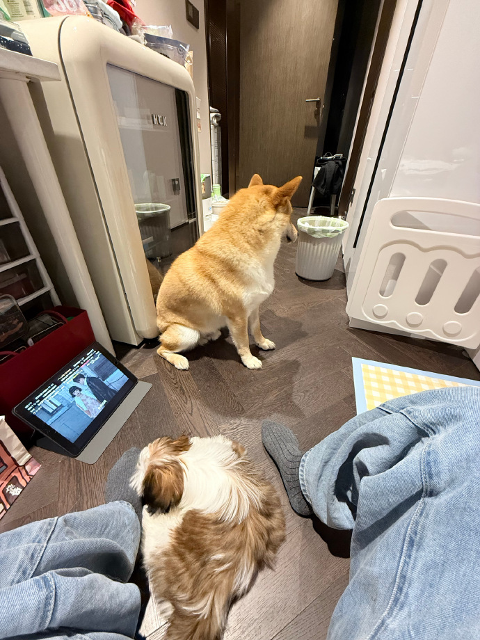 RicheSimph's tweet photo. My fur baby just curled up on my lap while I worked from home—this quiet, warm moment is the best pick-me-up I could ask for. https://t.co/V3K8fZ6RrJ
