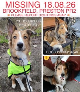 millypod1's tweet photo. 🆘18 AUG 2026 #Lost HARLEY #STILLMISSING #ScanMe Collie Cross Male Nervous Dog (do not chase)
#Brookfield #Preston #Lancashire #PR2
https://t.co/Y1LXsFiOMQ https://t.co/BAyR0B0Uqp