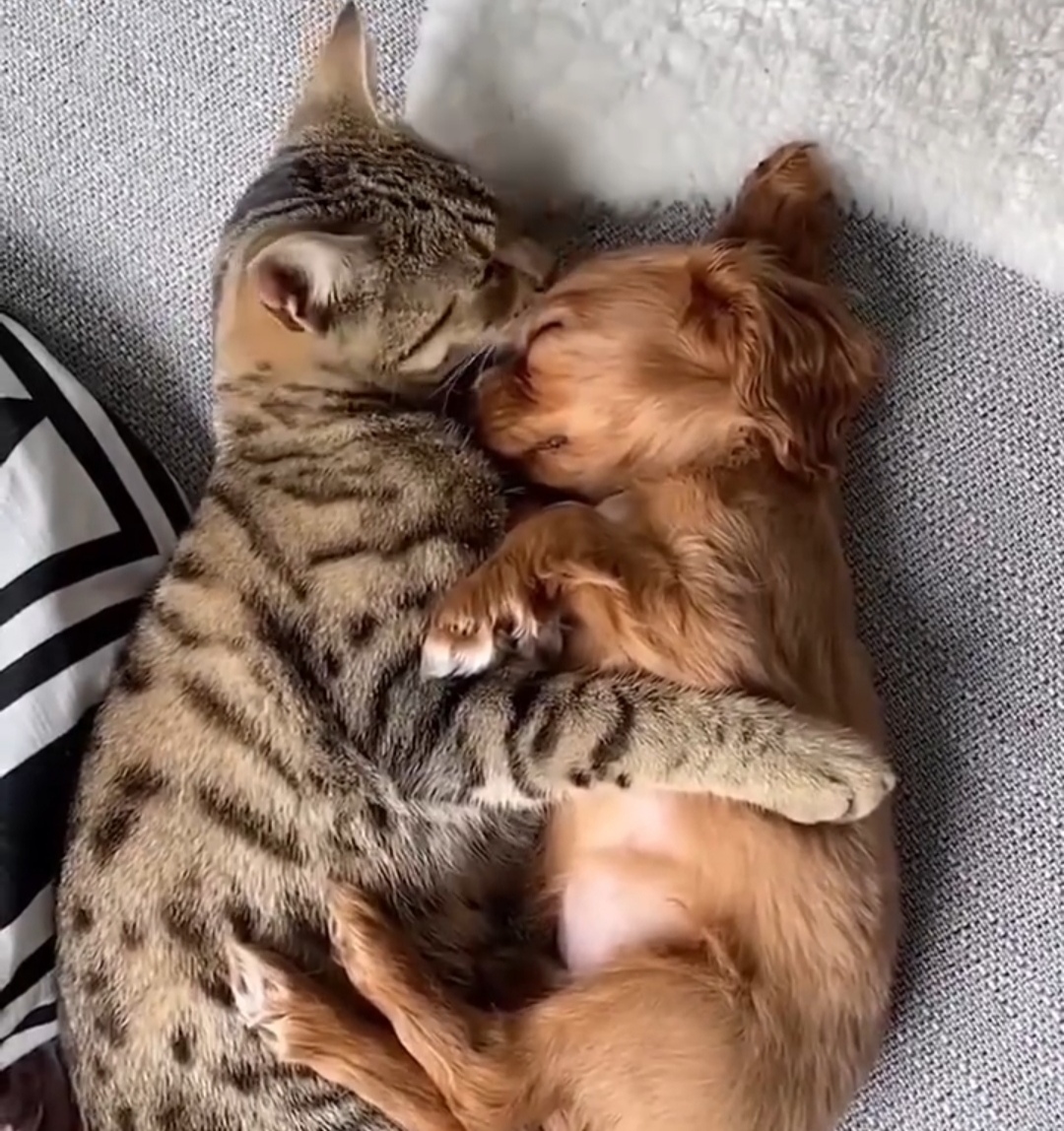 Kian_wright13's tweet photo. Nothing beats coming home to a wagging tail and warm purrs—best co-pilots for every ordinary day! https://t.co/1oqosEby4n