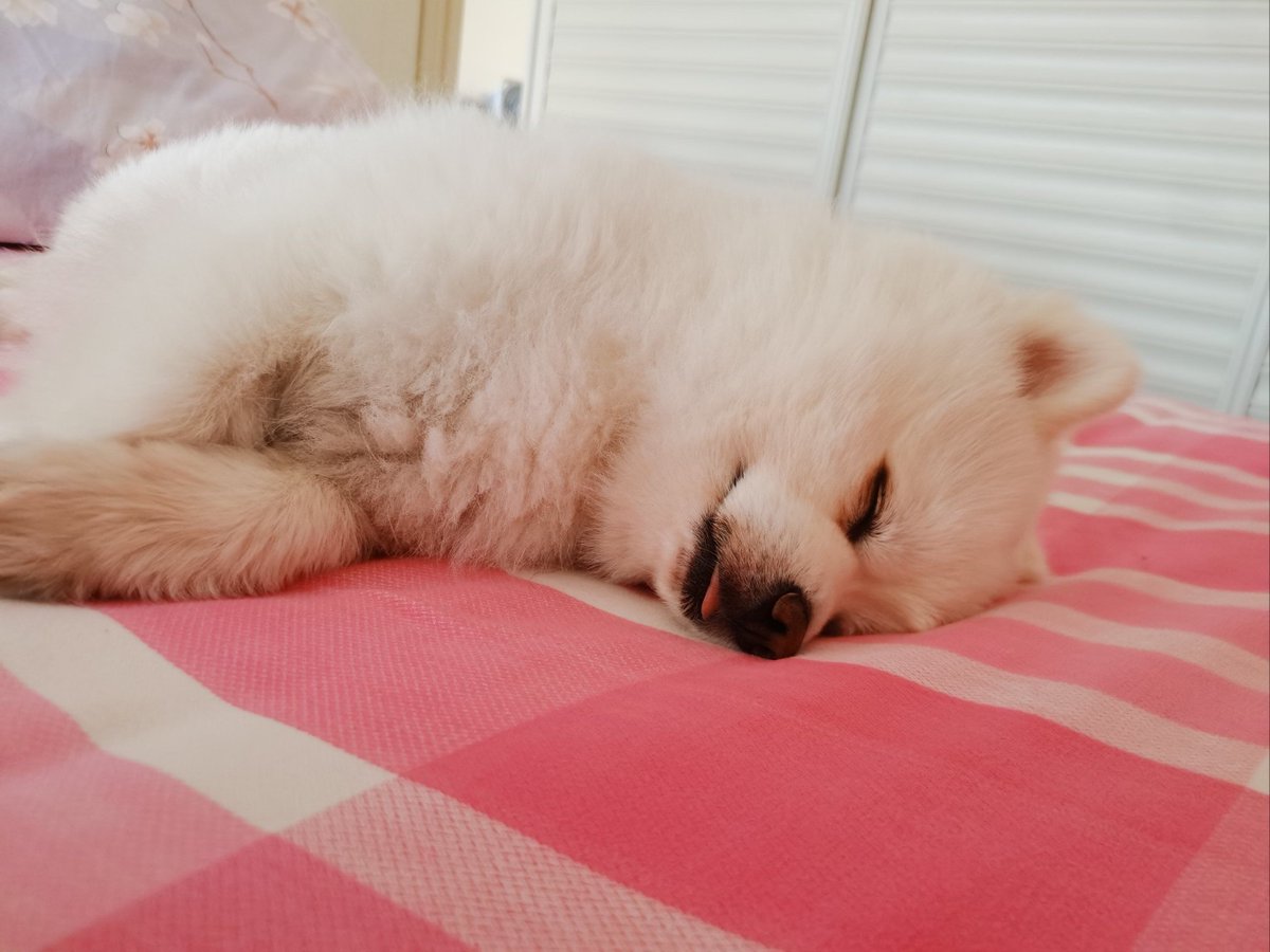 Jhprotech's tweet photo. My pup napped on my laptop all afternoon, making work slow… but so worth it https://t.co/lKOsP7RExt