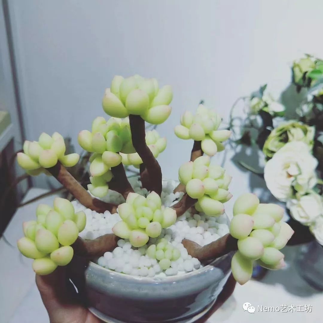 BrendaC49050's tweet photo. Just finished this cute knitted mini potted succulent! No water needed, perfect desk buddy https://t.co/A8QXQLtbA7