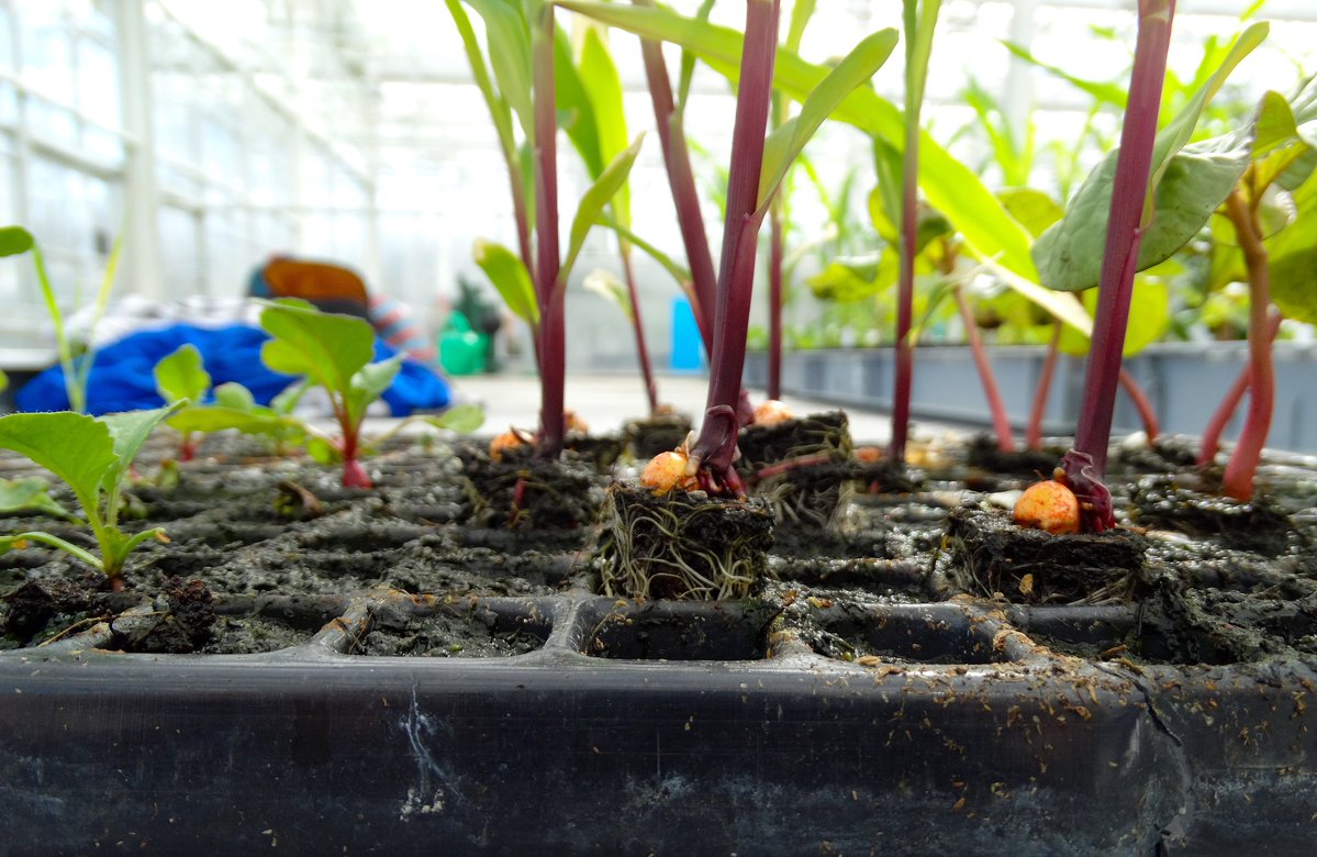 Meera42451283's tweet photo. Want to pick a new hobby Try plant propagation! It’s low-cost, calming, and you’ll grow your own green babies step by step. #HobbyTips #PlantLove https://t.co/n5EpTW6vI9