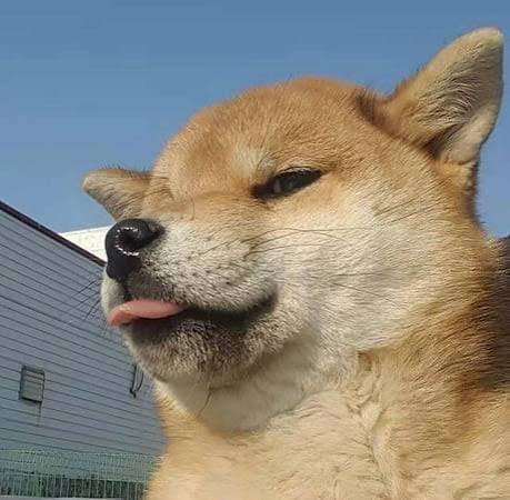Mlem_pumpfun's tweet photo. Historically, the best memes have always come from animals. dogecoin:native , ethereum:0x95ad61b0a150d79219dcf64e1e6cc01f0b64c4ce , and countless others crossed 100M+ riding a single viral animal or trend. But every one of them was one specific animal. Mlem is different: it's the OG "animal" trend that belongs to none of them and all of them at once. That's what makes it universal — its reach has no ceiling. 

Meme coins used to be simple, and that simplicity is exactly what let communities connect across every culture, every race, every demographic. No mechanics to decode, no thesis to argue — just a shared feeling everyone already gets. 

$MLEM is a wholehearted meme ecosystem curated by real people over the last 15 years, bringing that same deep connection and bond back on-chain. What we become is decided by one thing only: our united belief. 

MLEM. for the culture.

KnowYourMeme:
https://t.co/fS4aqWKaza

Community:
https://t.co/r1PCsi7vih

Website:
https://t.co/orDzZh2H2A

4CiLPCuACsnm11pP7SqordPyH8mtL56z2vj8pD3Zpump