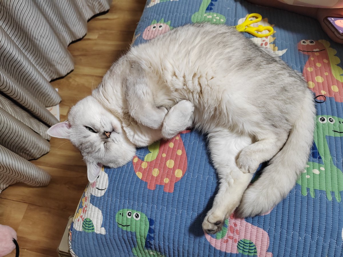 NithFor's tweet photo. My sleepy fur baby curled up next to me after a long walk—best part of every day. https://t.co/DExeVAWvct