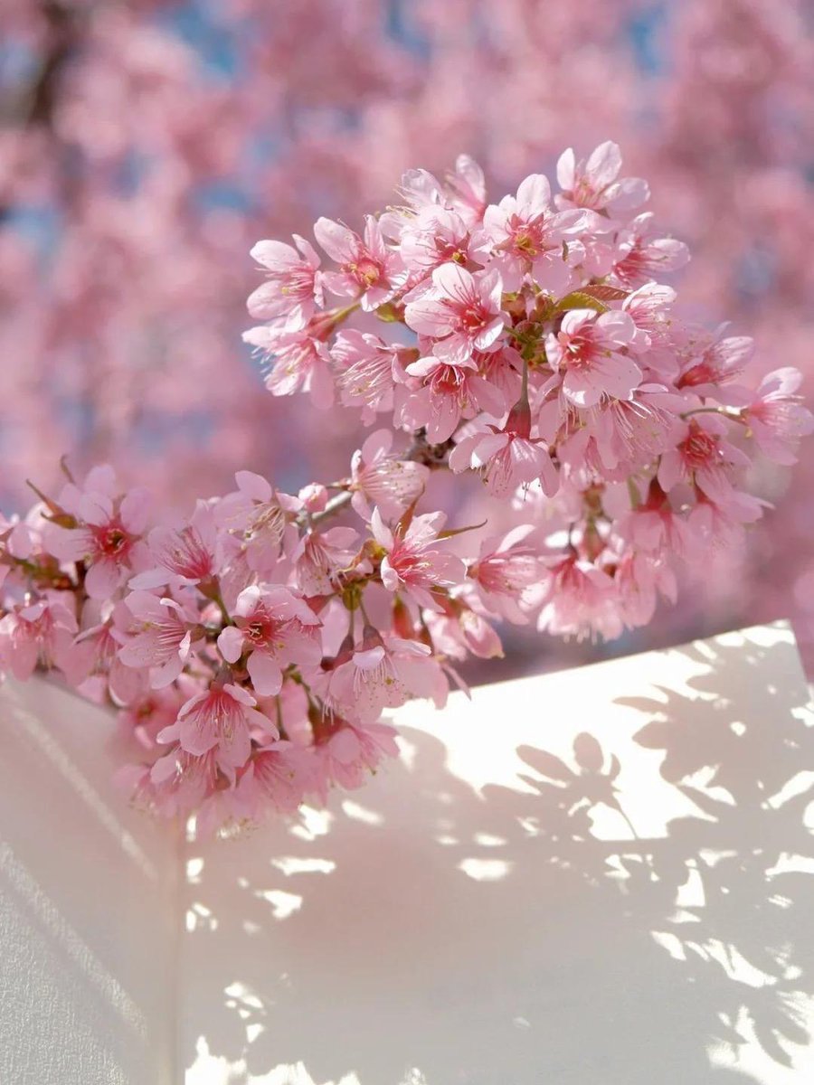 YAonanw's tweet photo. Warm sun, fresh breeze, and blooming cherry blossoms—spring has fully arrived! ， https://t.co/yJFjcdfsHL