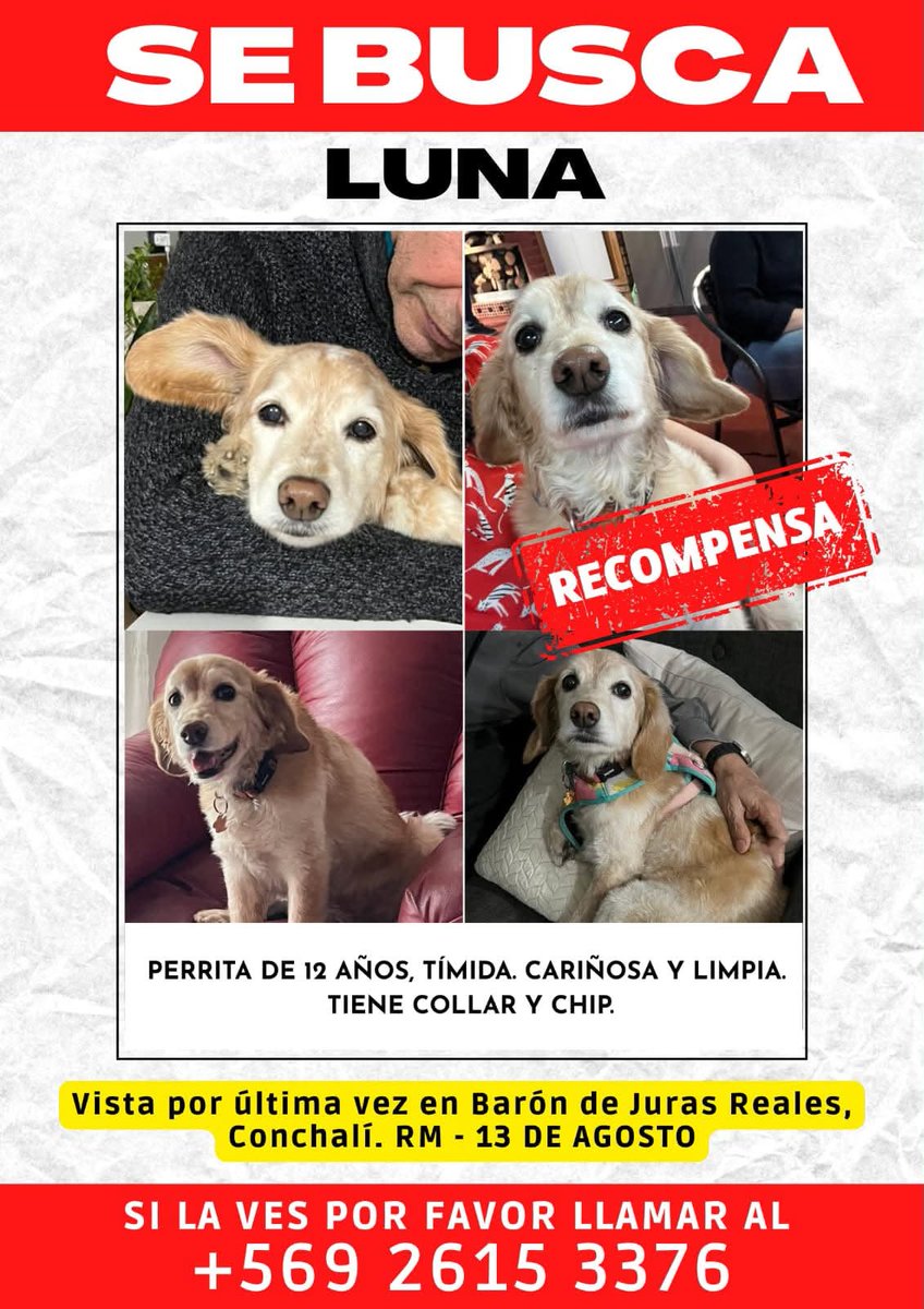 eltuitdemarsh's tweet photo. ¿Ayudamos difundiendo a Luna para que se reencuentre con su familia?
#Conchalí https://t.co/dgz7x9A2X7