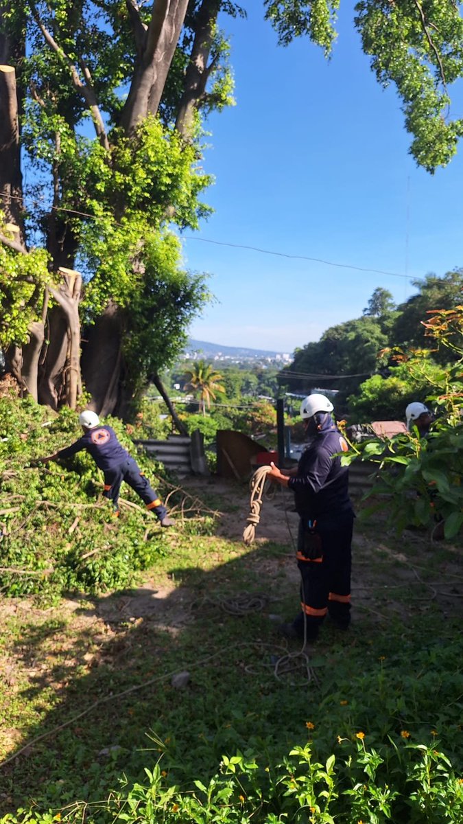 D_Capitalino's tweet photo. Elementos de Protección Civil Municipal de la Comuna Central  talan  árbol en kilómetro 3 1/2 a los Planes de Renderos, Zona 5, Distrito Capital para evitar percances en la zona y resguardar la vida de la ciudadanía. https://t.co/zzig6k9Ucr