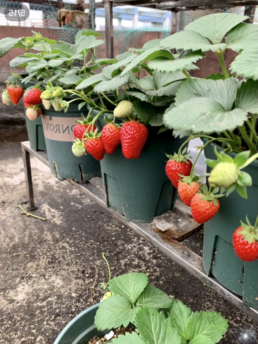 Aonaan16191358's tweet photo. Just plucked these sun-warmed strawberries from my windowsill planter—juicy, sweet, and zero grocery run needed. Pure tiny joy for my afternoon snack.， https://t.co/Cf2wS3L2iI